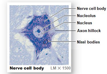 Nerve cell body under microscope
