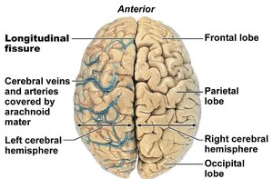 Lobes and fissures of the cerebrum