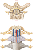 Cross-section of spinal cord with meninges
