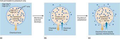 Diagram showing potassium equilibrium potential establishment