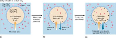 Diagram showing sodium equilibrium potential establishment