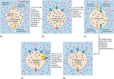 Diagram showing establishment of resting membrane potential with both sodium and potassium