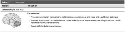 Diagram of the cerebellum and its functions