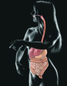 Diagram of the digestive system in the human body