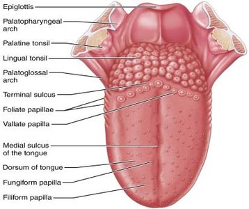 Diagram of the tongue showing papillae and taste buds