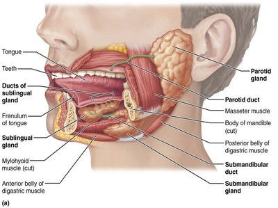 Histology of salivary glands showing mucous and serous cells