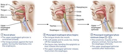 Lateral view of salivary glands and ducts in the oral cavity