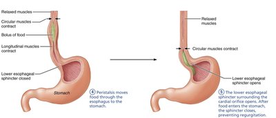 Swallowing mechanism: buccal, pharyngeal, and esophageal phases