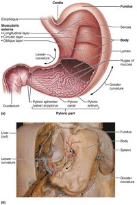 Anatomy of the stomach showing regions and muscle layers