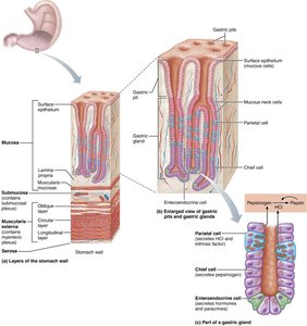 Regulation of gastric secretion: cephalic, gastric, and intestinal phases