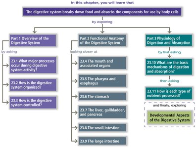 Digestive system chapter overview flowchart