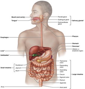 Labeled diagram of the digestive system and accessory organs