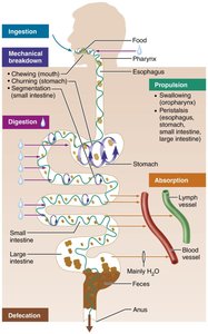 Diagram of digestive processes: ingestion, mechanical breakdown, propulsion, digestion, absorption, defecation