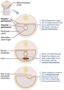 Diagram of peritoneum, mesenteries, and their relationship to digestive organs