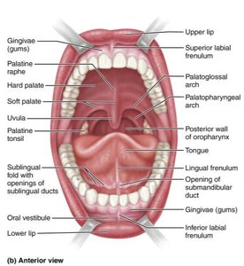 Anterior view of the oral cavity with labeled structures
