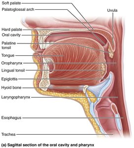 Sagittal section of the oral cavity and pharynx