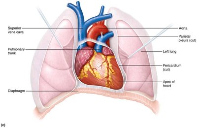 Anatomical location of the heart in the thoracic cavity