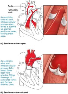 Semilunar valves open and closed