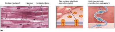 Intercalated discs, gap junctions, and desmosomes