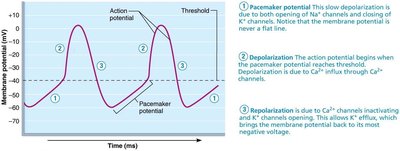 Pacemaker potential and action potential graph