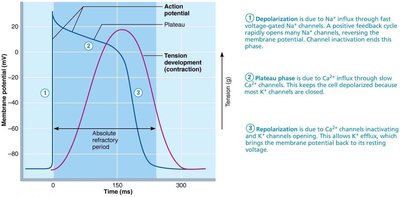 Autonomic innervation of the heart: parasympathetic and sympathetic pathways
