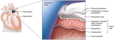 Layers of the heart wall and pericardium