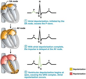 Sequence of depolarization and repolarization in the heart