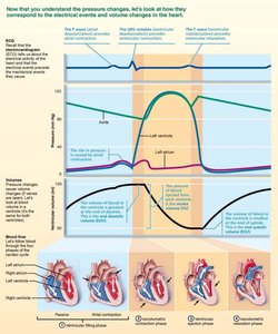 Phases of the cardiac cycle with pressure and volume changes