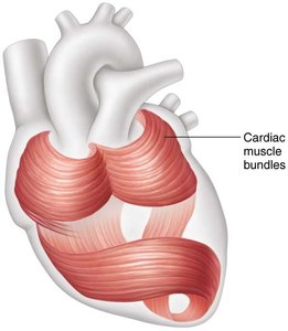 Cardiac muscle bundles in the heart