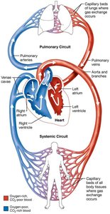 Pulmonary and systemic circuits of blood flow