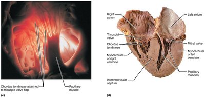 Chordae tendineae and papillary muscles in the heart