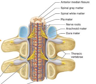 External anatomy of the spinal cord with meninges and vertebrae