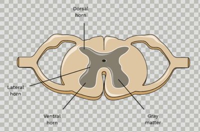 Gray matter regions of the spinal cord