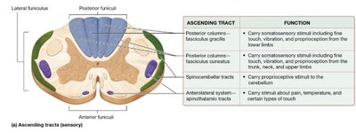 Ascending sensory tracts of the spinal cord