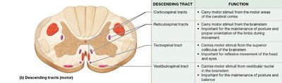 Descending motor tracts of the spinal cord