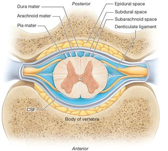 Cross-section of spinal cord showing meninges and spaces