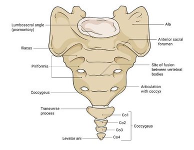 Anterior view of sacrum and coccyx