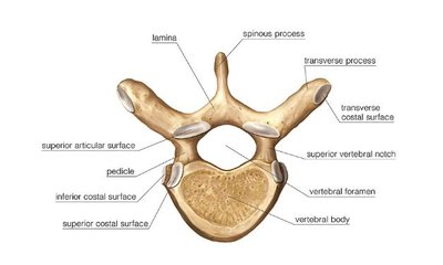 Thoracic vertebra labeled