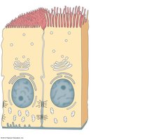 Epithelial cell structure showing cilia, microvilli, apical surface, nucleus, basement membrane, and basolateral surfaces