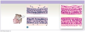 Stratified columnar epithelium in pharynx and anus