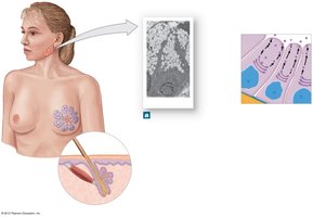 Merocrine secretion in salivary gland