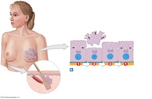 Apocrine secretion in mammary gland