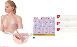 Holocrine secretion in sebaceous gland