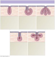 Simple tubular, coiled, branched, and alveolar gland structures