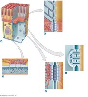 Diagram of epithelial cell junctions: tight junction, gap junction, desmosome, hemidesmosome