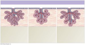 Compound alveolar gland structure