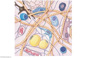 Connective tissue proper with fibers, cells, and ground substance