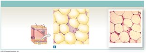 Adipose tissue under skin