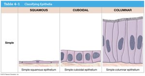 Table showing simple squamous, cuboidal, and columnar epithelia