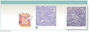 Collagen fiber bundles in dense connective tissue